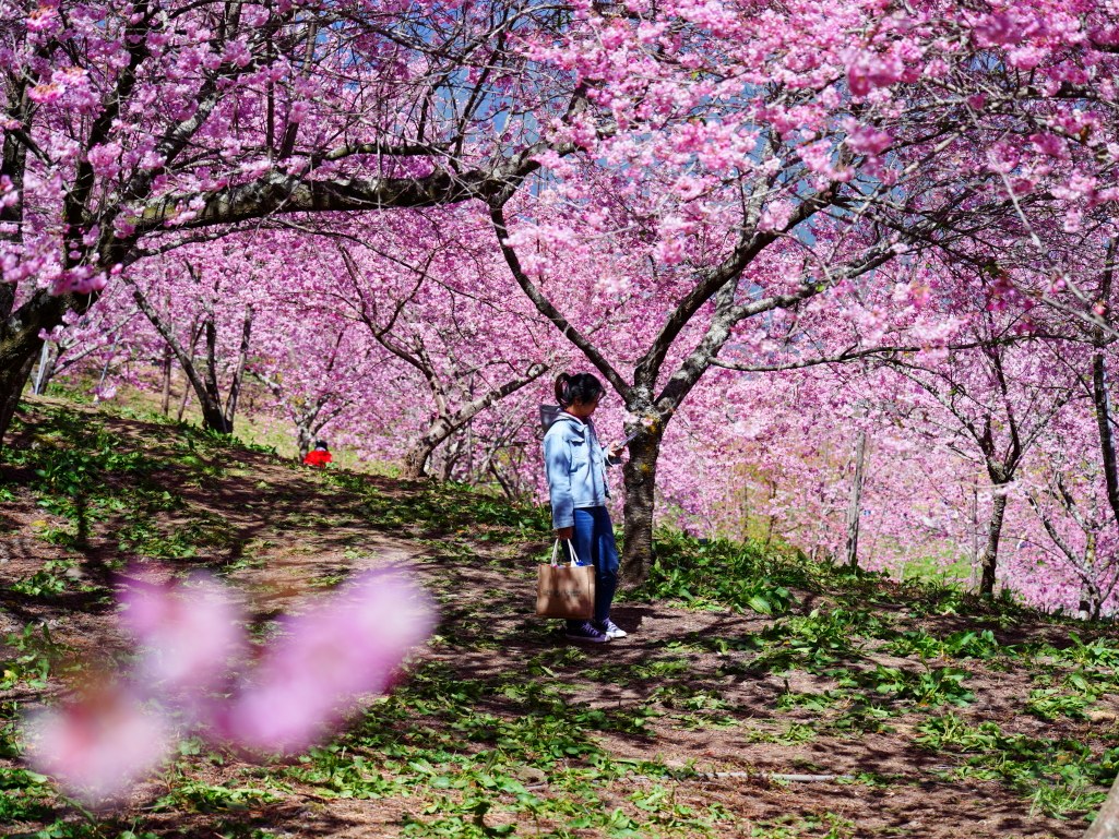 福壽山千櫻園, 2025最新花況, 櫻花, 目前花況, 旅遊, 2025櫻花季, 富士櫻, 山櫻花, 花海, 櫻花隧道, 山谷景色, 台中賞櫻, 福壽山農場, 粉紅花海, 旅行, 戶外活動, 春季旅遊, 賞櫻, 櫻花秘境, 野餐, 休閒旅遊, 自然風光, 台中旅遊景點, 賞櫻熱點