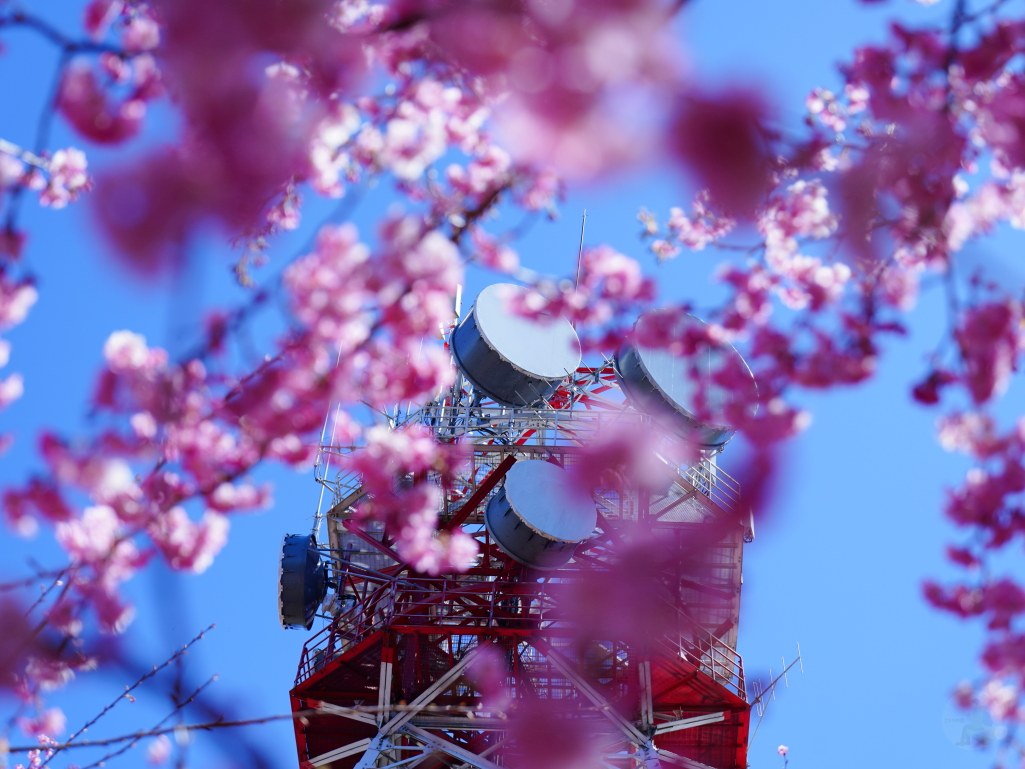 福壽山千櫻園, 2025最新花況, 櫻花, 目前花況, 旅遊, 2025櫻花季, 富士櫻, 山櫻花, 花海, 櫻花隧道, 山谷景色, 台中賞櫻, 福壽山農場, 粉紅花海, 旅行, 戶外活動, 春季旅遊, 賞櫻, 櫻花秘境, 野餐, 休閒旅遊, 自然風光, 台中旅遊景點, 賞櫻熱點