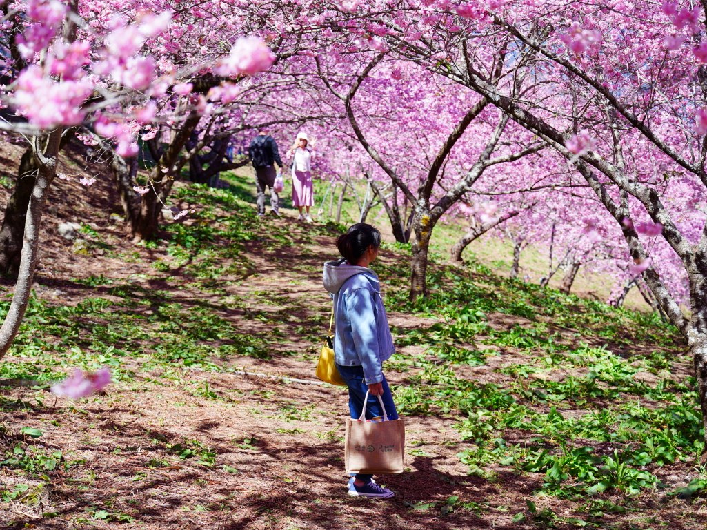 福壽山千櫻園, 2025最新花況, 櫻花, 目前花況, 旅遊, 2025櫻花季, 富士櫻, 山櫻花, 花海, 櫻花隧道, 山谷景色, 台中賞櫻, 福壽山農場, 粉紅花海, 旅行, 戶外活動, 春季旅遊, 賞櫻, 櫻花秘境, 野餐, 休閒旅遊, 自然風光, 台中旅遊景點, 賞櫻熱點