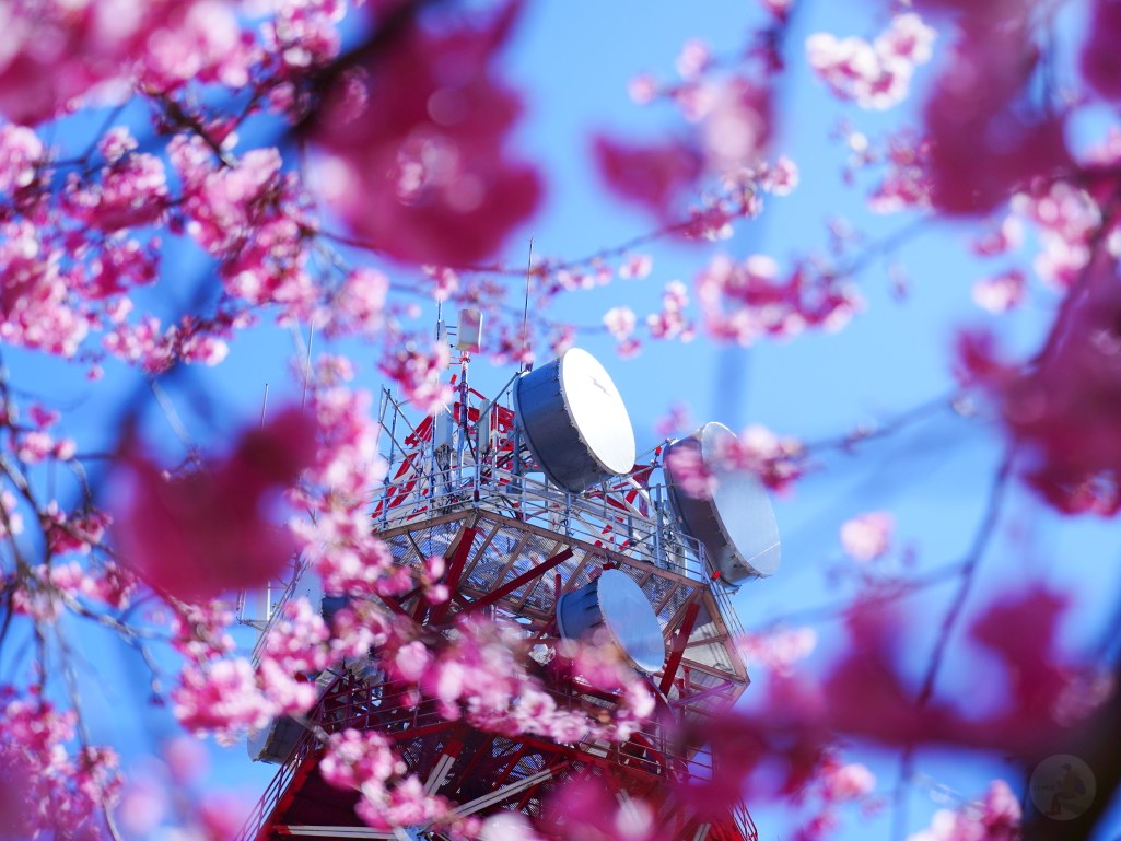 福壽山千櫻園, 2025最新花況, 櫻花, 目前花況, 旅遊, 2025櫻花季, 富士櫻, 山櫻花, 花海, 櫻花隧道, 山谷景色, 台中賞櫻, 福壽山農場, 粉紅花海, 旅行, 戶外活動, 春季旅遊, 賞櫻, 櫻花秘境, 野餐, 休閒旅遊, 自然風光, 台中旅遊景點, 賞櫻熱點