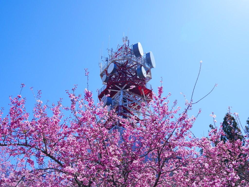 福壽山千櫻園, 2025最新花況, 櫻花, 目前花況, 旅遊, 2025櫻花季, 富士櫻, 山櫻花, 花海, 櫻花隧道, 山谷景色, 台中賞櫻, 福壽山農場, 粉紅花海, 旅行, 戶外活動, 春季旅遊, 賞櫻, 櫻花秘境, 野餐, 休閒旅遊, 自然風光, 台中旅遊景點, 賞櫻熱點