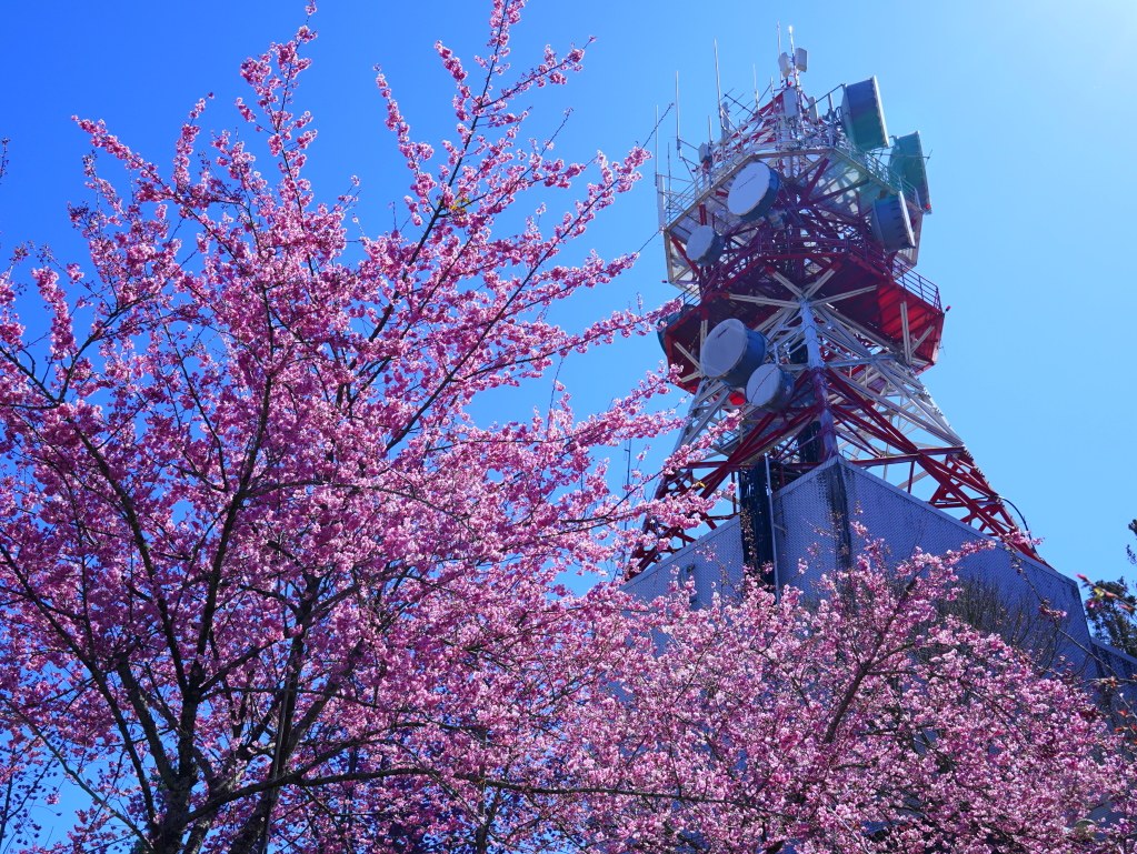 福壽山千櫻園, 2025最新花況, 櫻花, 目前花況, 旅遊, 2025櫻花季, 富士櫻, 山櫻花, 花海, 櫻花隧道, 山谷景色, 台中賞櫻, 福壽山農場, 粉紅花海, 旅行, 戶外活動, 春季旅遊, 賞櫻, 櫻花秘境, 野餐, 休閒旅遊, 自然風光, 台中旅遊景點, 賞櫻熱點