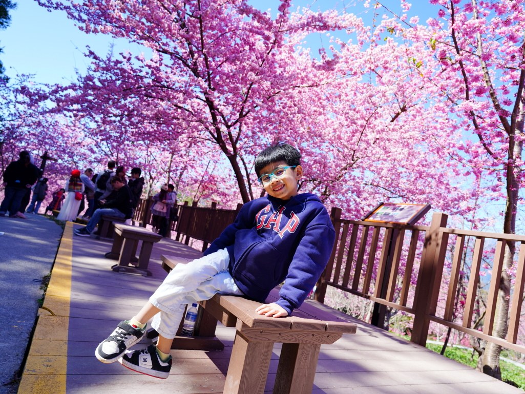 福壽山千櫻園, 2025最新花況, 櫻花, 目前花況, 旅遊, 2025櫻花季, 富士櫻, 山櫻花, 花海, 櫻花隧道, 山谷景色, 台中賞櫻, 福壽山農場, 粉紅花海, 旅行, 戶外活動, 春季旅遊, 賞櫻, 櫻花秘境, 野餐, 休閒旅遊, 自然風光, 台中旅遊景點, 賞櫻熱點