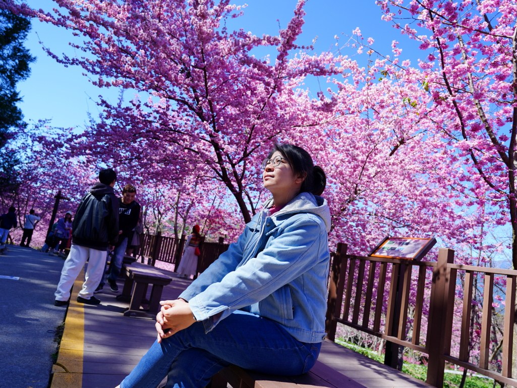 福壽山千櫻園, 2025最新花況, 櫻花, 目前花況, 旅遊, 2025櫻花季, 富士櫻, 山櫻花, 花海, 櫻花隧道, 山谷景色, 台中賞櫻, 福壽山農場, 粉紅花海, 旅行, 戶外活動, 春季旅遊, 賞櫻, 櫻花秘境, 野餐, 休閒旅遊, 自然風光, 台中旅遊景點, 賞櫻熱點