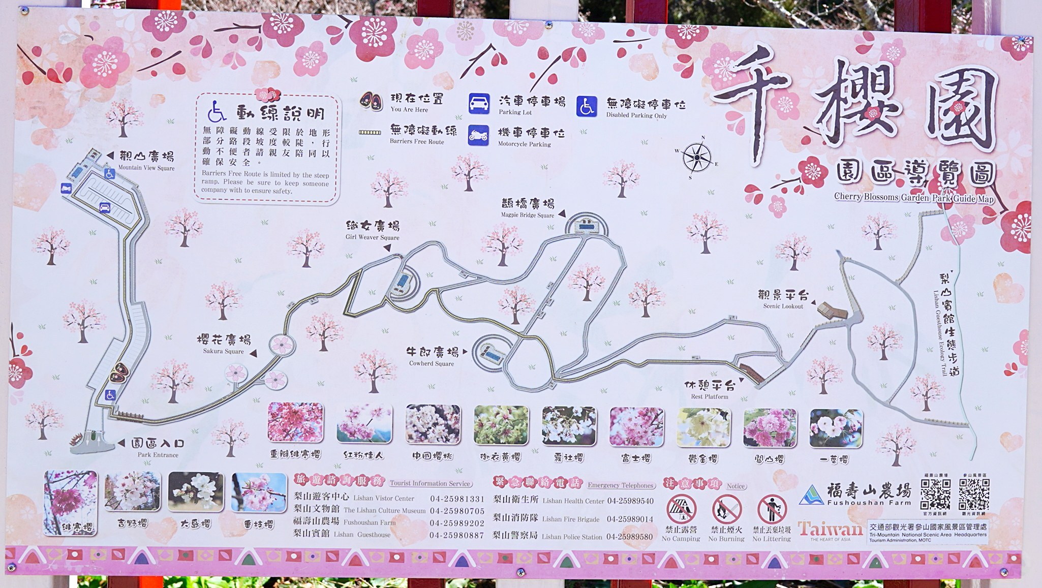 福壽山千櫻園, 2025最新花況, 櫻花, 目前花況, 旅遊, 2025櫻花季, 富士櫻, 山櫻花, 花海, 櫻花隧道, 山谷景色, 台中賞櫻, 福壽山農場, 粉紅花海, 旅行, 戶外活動, 春季旅遊, 賞櫻, 櫻花秘境, 野餐, 休閒旅遊, 自然風光, 台中旅遊景點, 賞櫻熱點