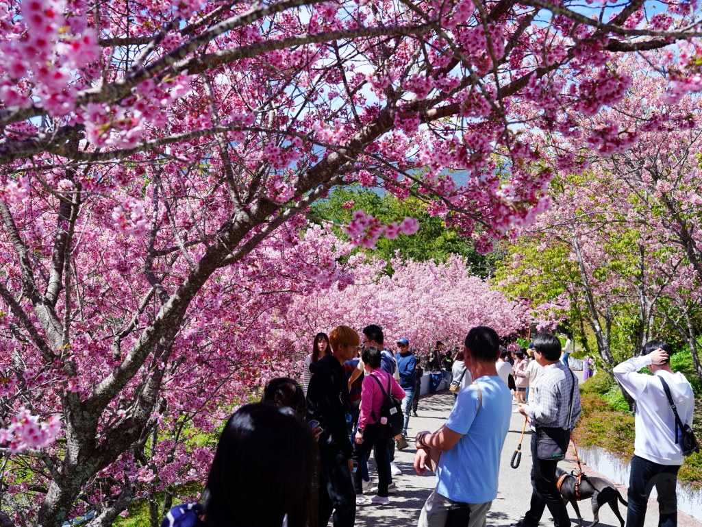 星嵐拉麵庭園內的滿開櫻花