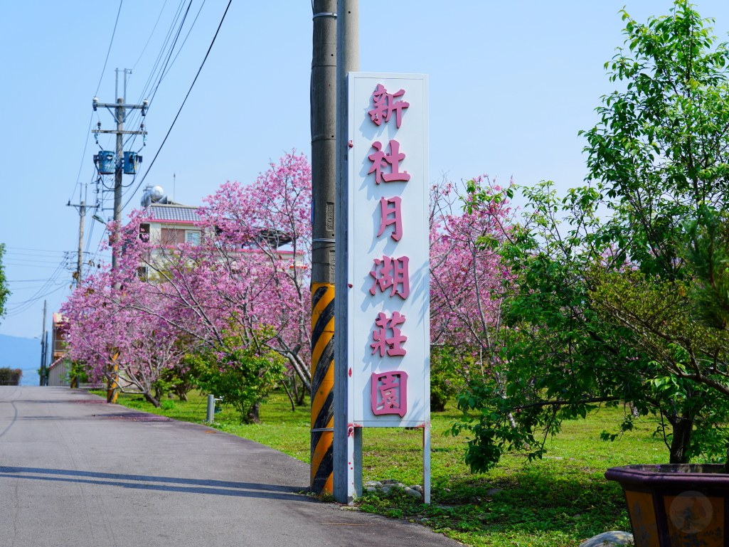 台中新社櫻花景點,社興街富士櫻,月湖莊園櫻花林,台中賞櫻秘境,櫻花季台中新社,台中景點推薦,台中旅遊賞櫻,台中櫻花名勝,台灣賞櫻熱門景點,櫻花季台中推薦 台中新社櫻花景點,社興街富士櫻,月湖莊園櫻花林,台中賞櫻秘境,櫻花季台中新社,台中景點推薦,台中旅遊賞櫻,台中櫻花名勝,台灣賞櫻熱門景點,櫻花季台中推薦
