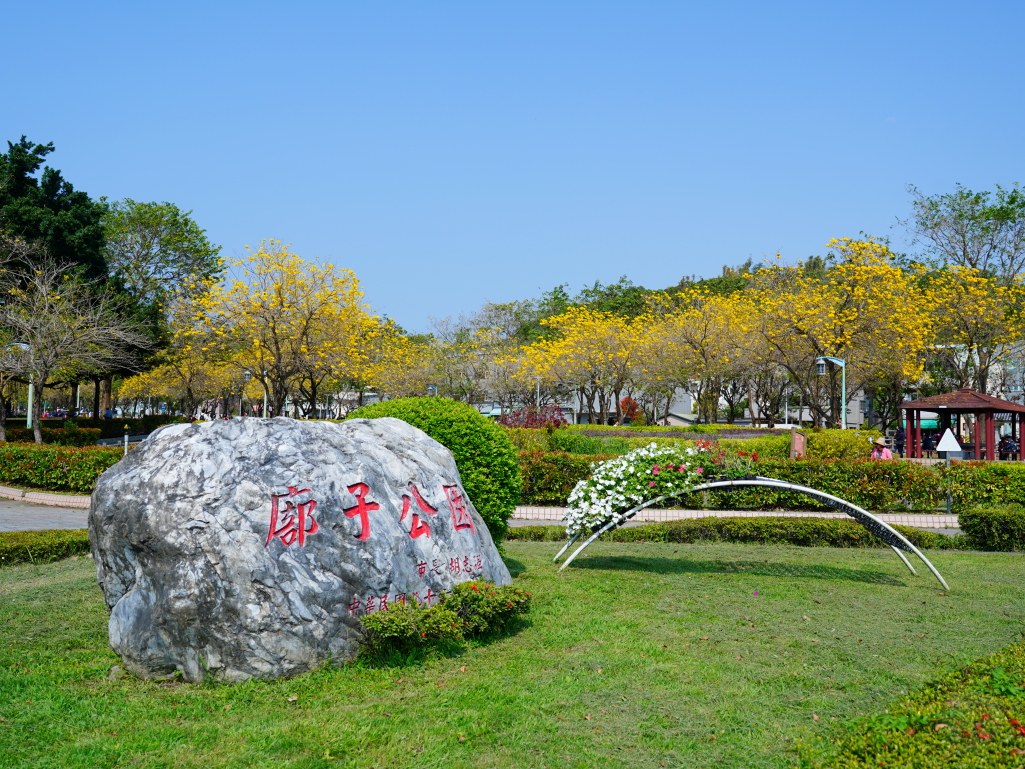 2025廍子公園黃花風鈴木花況,廍子公園黃花風鈴木花況,廍子公園黃花風鈴木,台中最美的黃金公園 2025廍子公園黃花風鈴木花況,廍子公園黃花風鈴木花況,廍子公園黃花風鈴木,台中最美的黃金公園