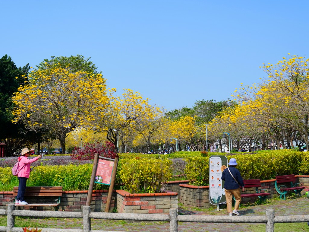 2025廍子公園黃花風鈴木花況,廍子公園黃花風鈴木花況,廍子公園黃花風鈴木,台中最美的黃金公園 2025廍子公園黃花風鈴木花況,廍子公園黃花風鈴木花況,廍子公園黃花風鈴木,台中最美的黃金公園