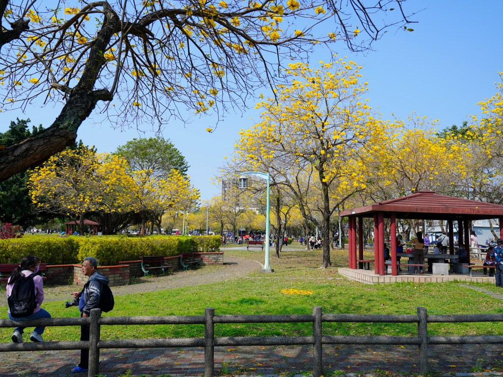 2025廍子公園黃花風鈴木花況,廍子公園黃花風鈴木花況,廍子公園黃花風鈴木,台中最美的黃金公園 2025廍子公園黃花風鈴木花況,廍子公園黃花風鈴木花況,廍子公園黃花風鈴木,台中最美的黃金公園