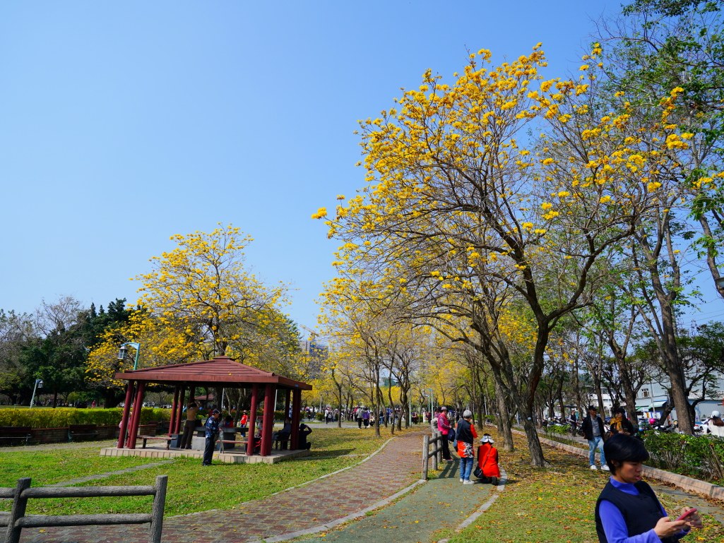 2025廍子公園黃花風鈴木花況,廍子公園黃花風鈴木花況,廍子公園黃花風鈴木,台中最美的黃金公園 2025廍子公園黃花風鈴木花況,廍子公園黃花風鈴木花況,廍子公園黃花風鈴木,台中最美的黃金公園