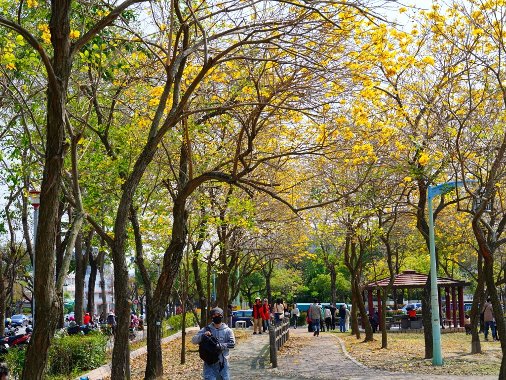 2025廍子公園黃花風鈴木花況,廍子公園黃花風鈴木花況,廍子公園黃花風鈴木,台中最美的黃金公園 2025廍子公園黃花風鈴木花況,廍子公園黃花風鈴木花況,廍子公園黃花風鈴木,台中最美的黃金公園