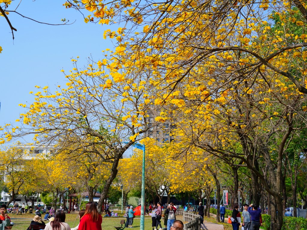 2025廍子公園黃花風鈴木花況,廍子公園黃花風鈴木花況,廍子公園黃花風鈴木,台中最美的黃金公園 2025廍子公園黃花風鈴木花況,廍子公園黃花風鈴木花況,廍子公園黃花風鈴木,台中最美的黃金公園