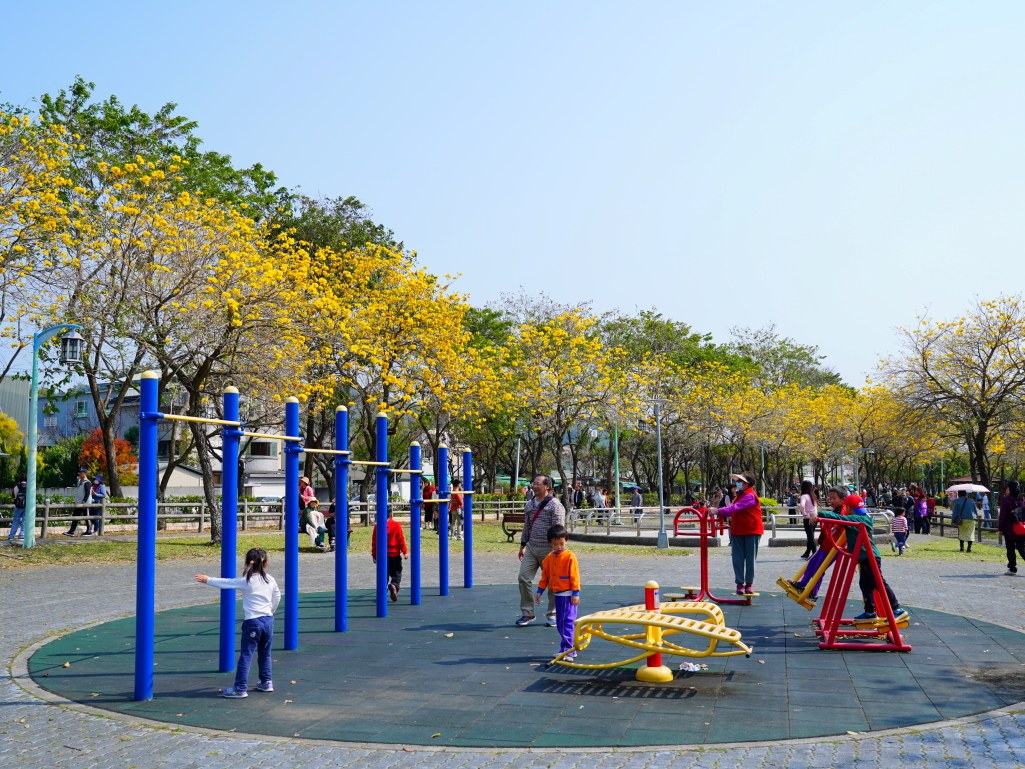 2025廍子公園黃花風鈴木花況,廍子公園黃花風鈴木花況,廍子公園黃花風鈴木,台中最美的黃金公園 2025廍子公園黃花風鈴木花況,廍子公園黃花風鈴木花況,廍子公園黃花風鈴木,台中最美的黃金公園