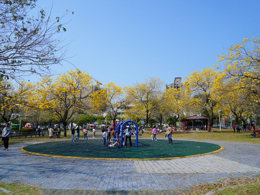 2025廍子公園黃花風鈴木花況,廍子公園黃花風鈴木花況,廍子公園黃花風鈴木,台中最美的黃金公園 2025廍子公園黃花風鈴木花況,廍子公園黃花風鈴木花況,廍子公園黃花風鈴木,台中最美的黃金公園