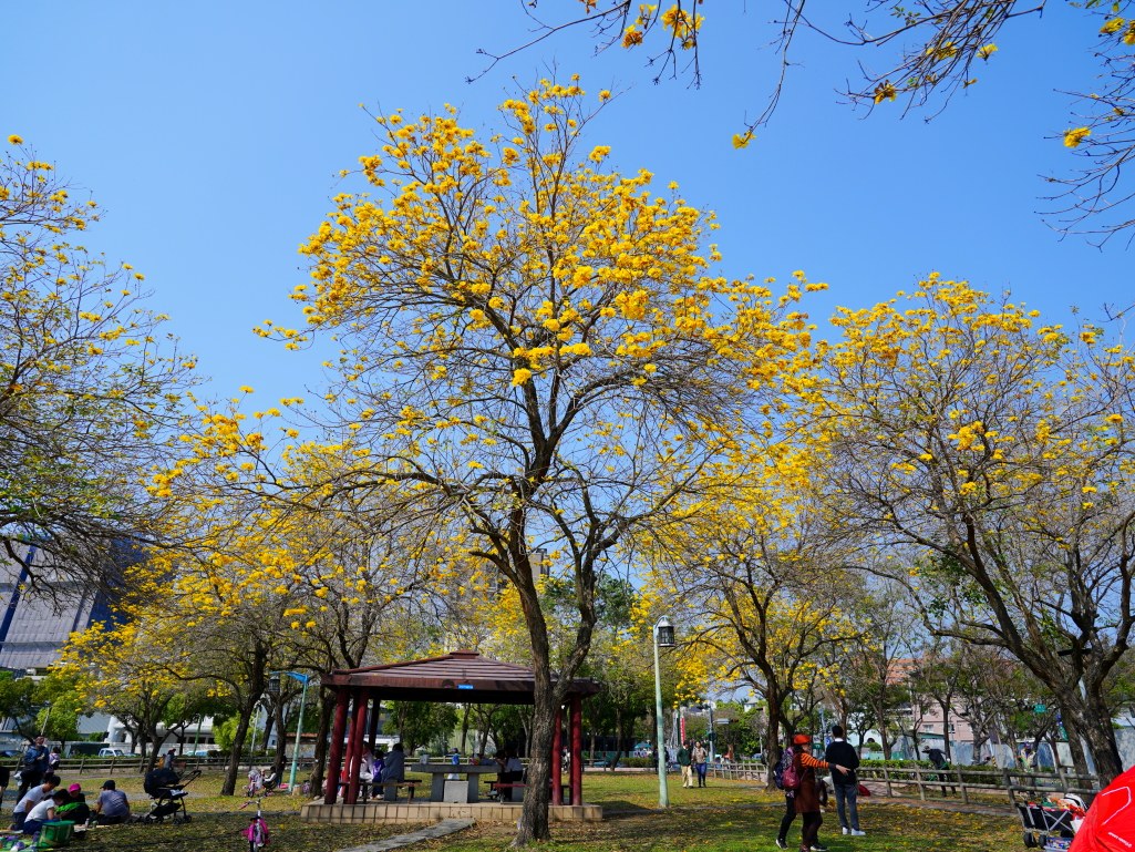 2025廍子公園黃花風鈴木花況,廍子公園黃花風鈴木花況,廍子公園黃花風鈴木,台中最美的黃金公園 2025廍子公園黃花風鈴木花況,廍子公園黃花風鈴木花況,廍子公園黃花風鈴木,台中最美的黃金公園