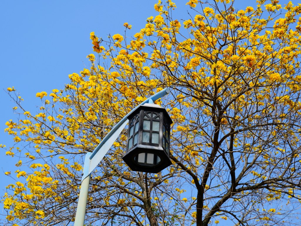 2025廍子公園黃花風鈴木花況,廍子公園黃花風鈴木花況,廍子公園黃花風鈴木,台中最美的黃金公園 2025廍子公園黃花風鈴木花況,廍子公園黃花風鈴木花況,廍子公園黃花風鈴木,台中最美的黃金公園