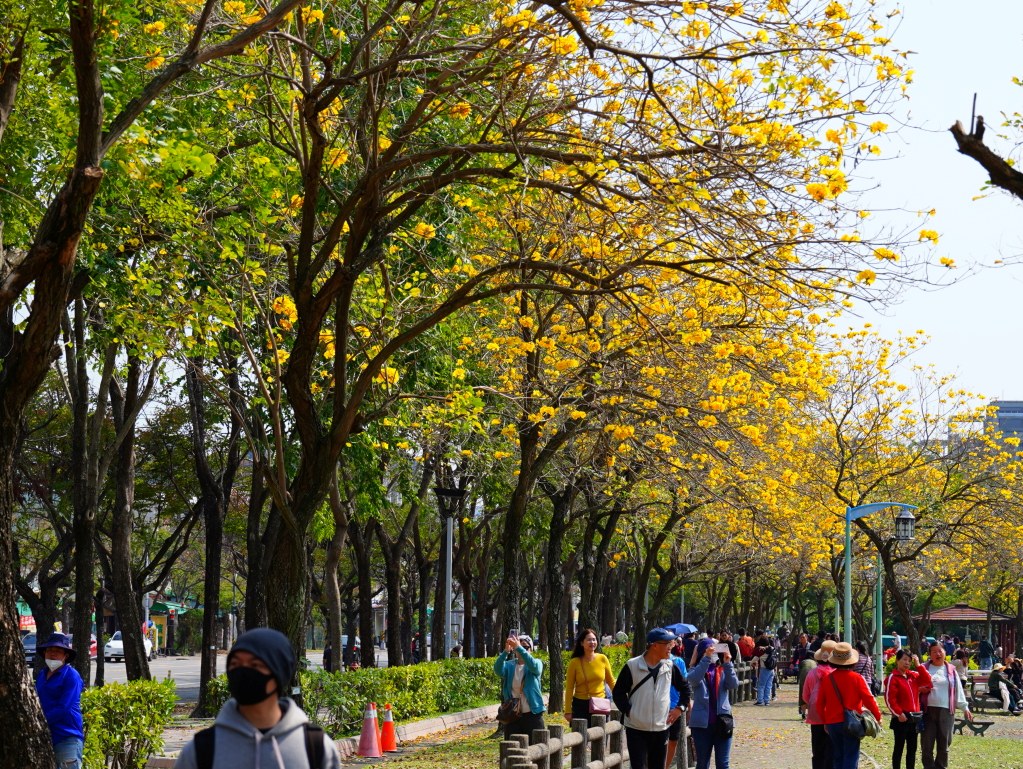 2025廍子公園黃花風鈴木花況,廍子公園黃花風鈴木花況,廍子公園黃花風鈴木,台中最美的黃金公園 2025廍子公園黃花風鈴木花況,廍子公園黃花風鈴木花況,廍子公園黃花風鈴木,台中最美的黃金公園