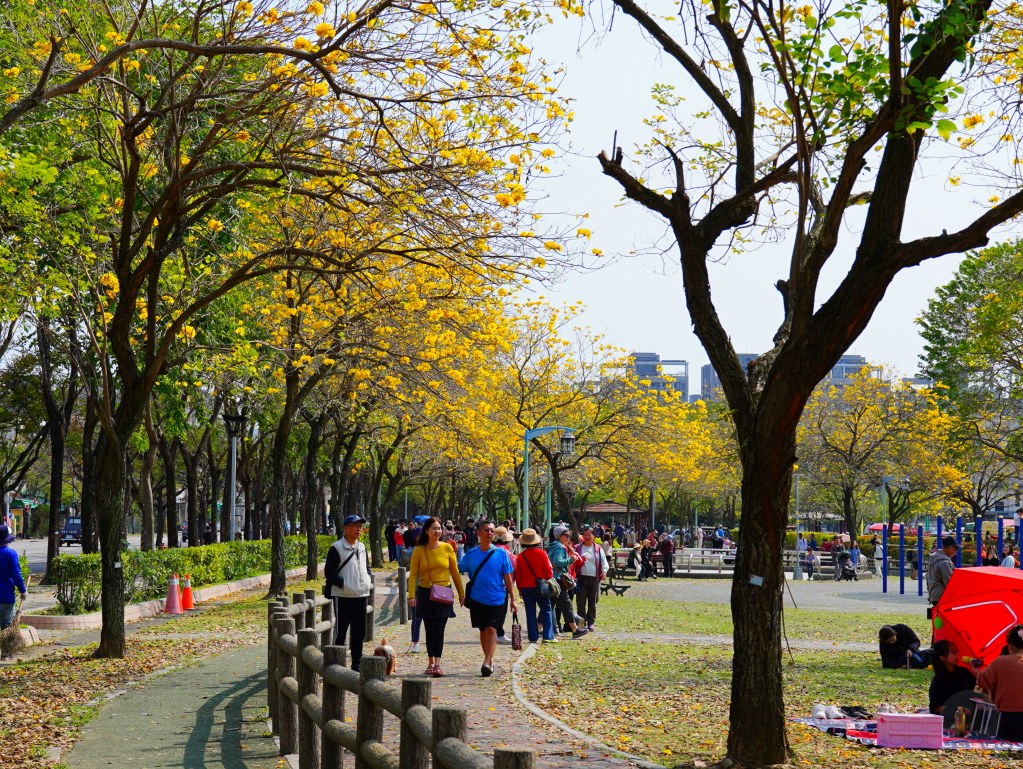 2025廍子公園黃花風鈴木花況,廍子公園黃花風鈴木花況,廍子公園黃花風鈴木,台中最美的黃金公園 2025廍子公園黃花風鈴木花況,廍子公園黃花風鈴木花況,廍子公園黃花風鈴木,台中最美的黃金公園