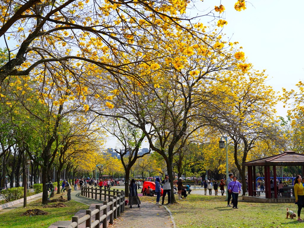 2025廍子公園黃花風鈴木花況,廍子公園黃花風鈴木花況,廍子公園黃花風鈴木,台中最美的黃金公園