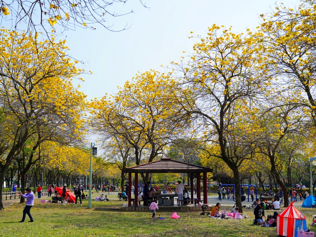 2025廍子公園黃花風鈴木花況,廍子公園黃花風鈴木花況,廍子公園黃花風鈴木,台中最美的黃金公園 2025廍子公園黃花風鈴木花況,廍子公園黃花風鈴木花況,廍子公園黃花風鈴木,台中最美的黃金公園