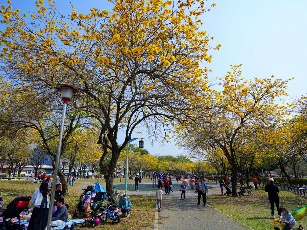 2025廍子公園黃花風鈴木花況,廍子公園黃花風鈴木花況,廍子公園黃花風鈴木,台中最美的黃金公園 2025廍子公園黃花風鈴木花況,廍子公園黃花風鈴木花況,廍子公園黃花風鈴木,台中最美的黃金公園