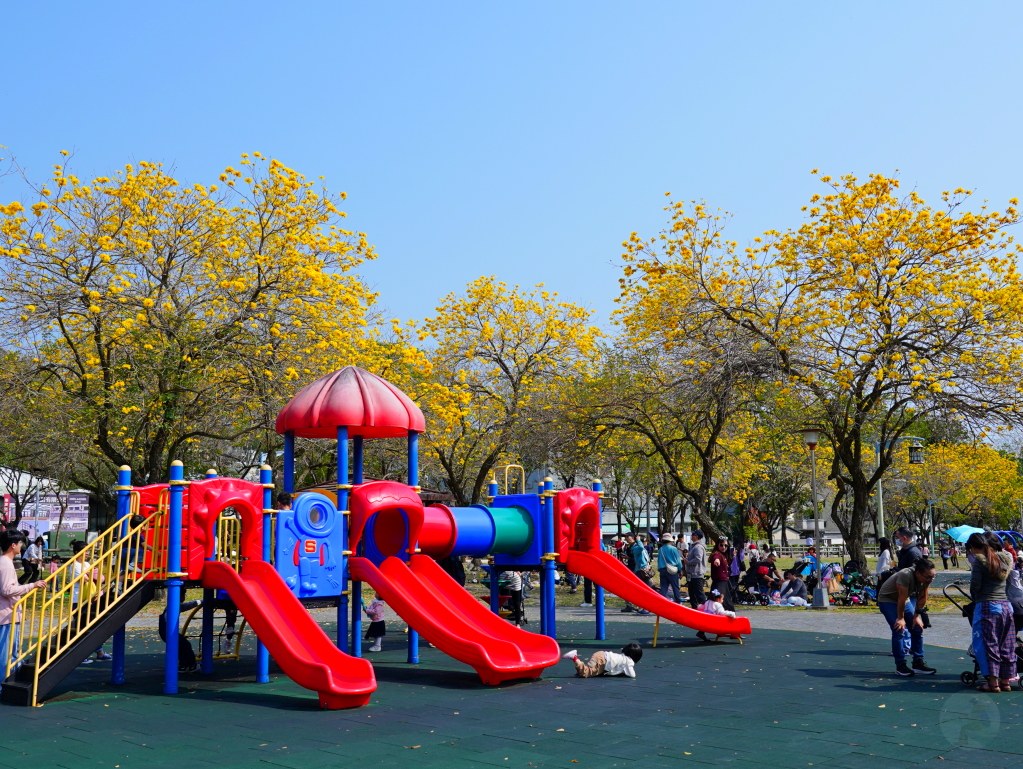 2025廍子公園黃花風鈴木花況,廍子公園黃花風鈴木花況,廍子公園黃花風鈴木,台中最美的黃金公園 2025廍子公園黃花風鈴木花況,廍子公園黃花風鈴木花況,廍子公園黃花風鈴木,台中最美的黃金公園