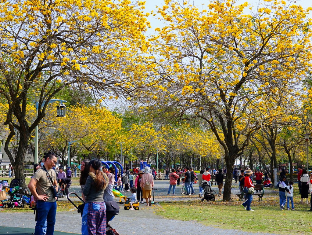 2025廍子公園黃花風鈴木花況,廍子公園黃花風鈴木花況,廍子公園黃花風鈴木,台中最美的黃金公園 2025廍子公園黃花風鈴木花況,廍子公園黃花風鈴木花況,廍子公園黃花風鈴木,台中最美的黃金公園