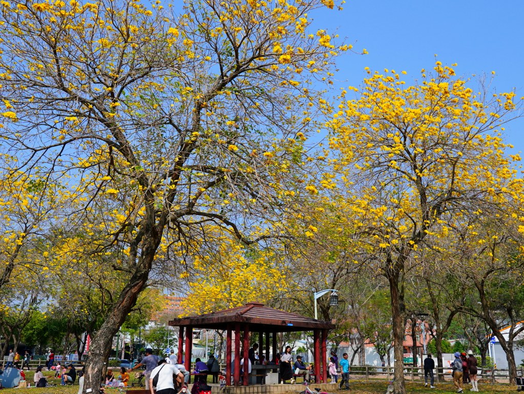 2025廍子公園黃花風鈴木花況,廍子公園黃花風鈴木花況,廍子公園黃花風鈴木,台中最美的黃金公園 2025廍子公園黃花風鈴木花況,廍子公園黃花風鈴木花況,廍子公園黃花風鈴木,台中最美的黃金公園