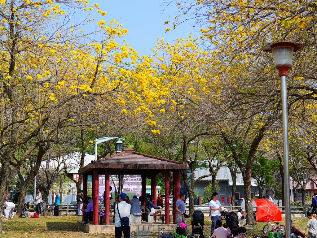 2025廍子公園黃花風鈴木花況,廍子公園黃花風鈴木花況,廍子公園黃花風鈴木,台中最美的黃金公園 2025廍子公園黃花風鈴木花況,廍子公園黃花風鈴木花況,廍子公園黃花風鈴木,台中最美的黃金公園