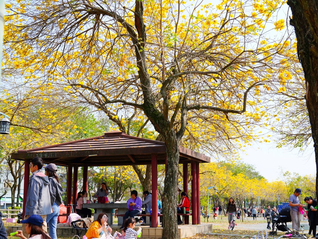 2025廍子公園黃花風鈴木花況,廍子公園黃花風鈴木花況,廍子公園黃花風鈴木,台中最美的黃金公園