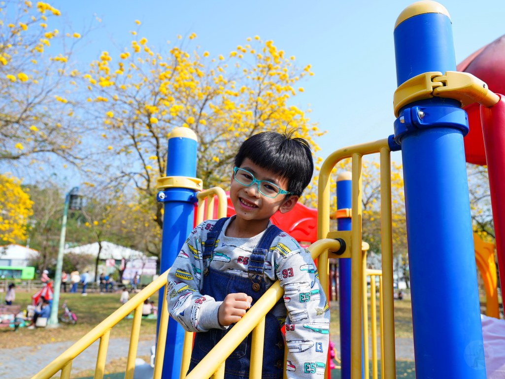 2025廍子公園黃花風鈴木花況,廍子公園黃花風鈴木花況,廍子公園黃花風鈴木,台中最美的黃金公園 2025廍子公園黃花風鈴木花況,廍子公園黃花風鈴木花況,廍子公園黃花風鈴木,台中最美的黃金公園