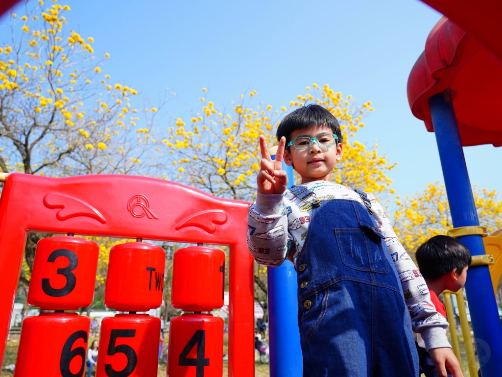 2025廍子公園黃花風鈴木花況,廍子公園黃花風鈴木花況,廍子公園黃花風鈴木,台中最美的黃金公園 2025廍子公園黃花風鈴木花況,廍子公園黃花風鈴木花況,廍子公園黃花風鈴木,台中最美的黃金公園