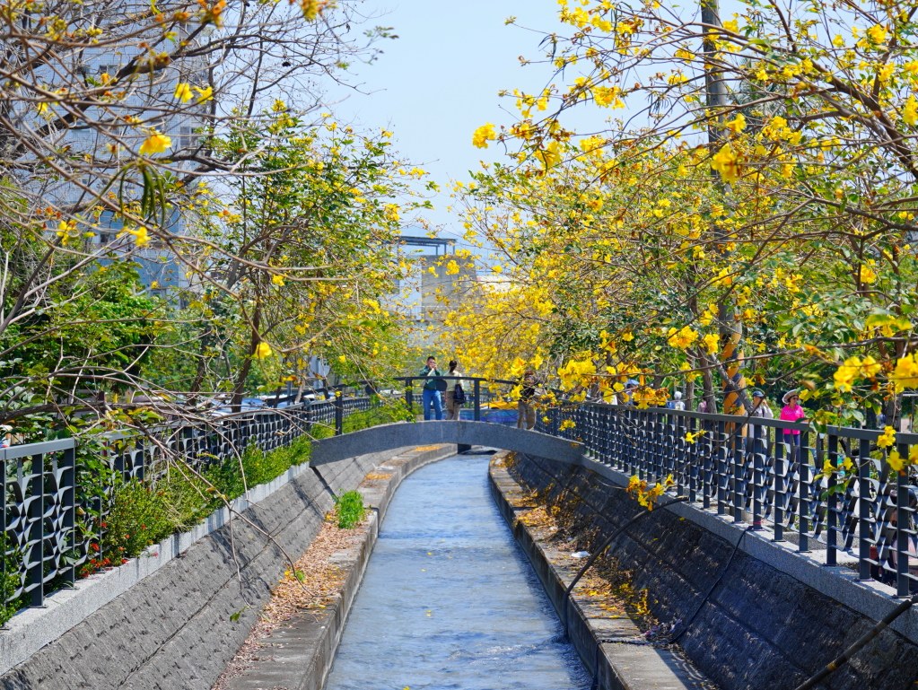 黃花風鈴木,員林八堡圳,八堡圳黃花風鈴木,黃花風鈴木花況,黃花風鈴木盛開,黃花風鈴木景點,員林賞花,台中廍子公園,黃花風鈴木推薦,黃花風鈴木拍照,黃花風鈴木 IG,黃花風鈴木旅遊,黃花風鈴木最佳時機,員林景點,春天賞花,賞花景點,黃花風鈴木打卡,黃花風鈴木花季,黃花風鈴木開花時間,黃花風鈴木交通 黃花風鈴木,員林八堡圳,八堡圳黃花風鈴木,黃花風鈴木花況,黃花風鈴木盛開,黃花風鈴木景點,員林賞花,台中廍子公園,黃花風鈴木推薦,黃花風鈴木拍照,黃花風鈴木 IG,黃花風鈴木旅遊,黃花風鈴木最佳時機,員林景點,春天賞花,賞花景點,黃花風鈴木打卡,黃花風鈴木花季,黃花風鈴木開花時間,黃花風鈴木交通