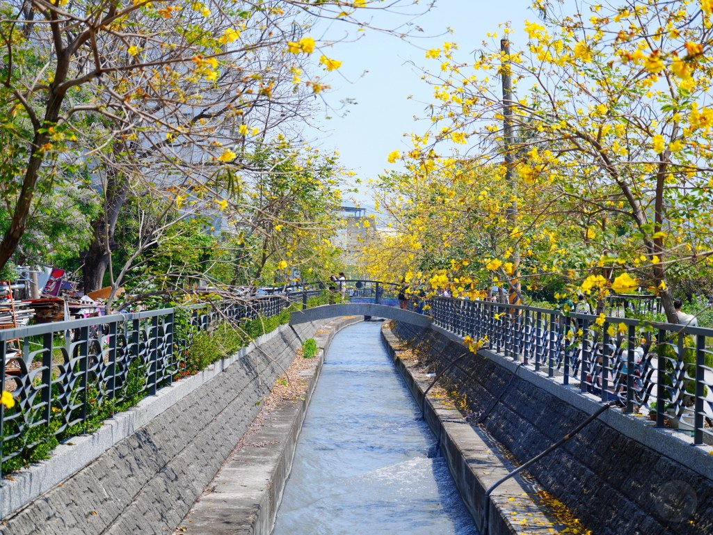 黃花風鈴木,員林八堡圳,八堡圳黃花風鈴木,黃花風鈴木花況,黃花風鈴木盛開,黃花風鈴木景點,員林賞花,台中廍子公園,黃花風鈴木推薦,黃花風鈴木拍照,黃花風鈴木 IG,黃花風鈴木旅遊,黃花風鈴木最佳時機,員林景點,春天賞花,賞花景點,黃花風鈴木打卡,黃花風鈴木花季,黃花風鈴木開花時間,黃花風鈴木交通 黃花風鈴木,員林八堡圳,八堡圳黃花風鈴木,黃花風鈴木花況,黃花風鈴木盛開,黃花風鈴木景點,員林賞花,台中廍子公園,黃花風鈴木推薦,黃花風鈴木拍照,黃花風鈴木 IG,黃花風鈴木旅遊,黃花風鈴木最佳時機,員林景點,春天賞花,賞花景點,黃花風鈴木打卡,黃花風鈴木花季,黃花風鈴木開花時間,黃花風鈴木交通