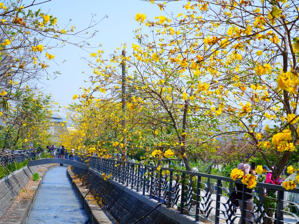 黃花風鈴木,員林八堡圳,八堡圳黃花風鈴木,黃花風鈴木花況,黃花風鈴木盛開,黃花風鈴木景點,員林賞花,台中廍子公園,黃花風鈴木推薦,黃花風鈴木拍照,黃花風鈴木 IG,黃花風鈴木旅遊,黃花風鈴木最佳時機,員林景點,春天賞花,賞花景點,黃花風鈴木打卡,黃花風鈴木花季,黃花風鈴木開花時間,黃花風鈴木交通 黃花風鈴木,員林八堡圳,八堡圳黃花風鈴木,黃花風鈴木花況,黃花風鈴木盛開,黃花風鈴木景點,員林賞花,台中廍子公園,黃花風鈴木推薦,黃花風鈴木拍照,黃花風鈴木 IG,黃花風鈴木旅遊,黃花風鈴木最佳時機,員林景點,春天賞花,賞花景點,黃花風鈴木打卡,黃花風鈴木花季,黃花風鈴木開花時間,黃花風鈴木交通