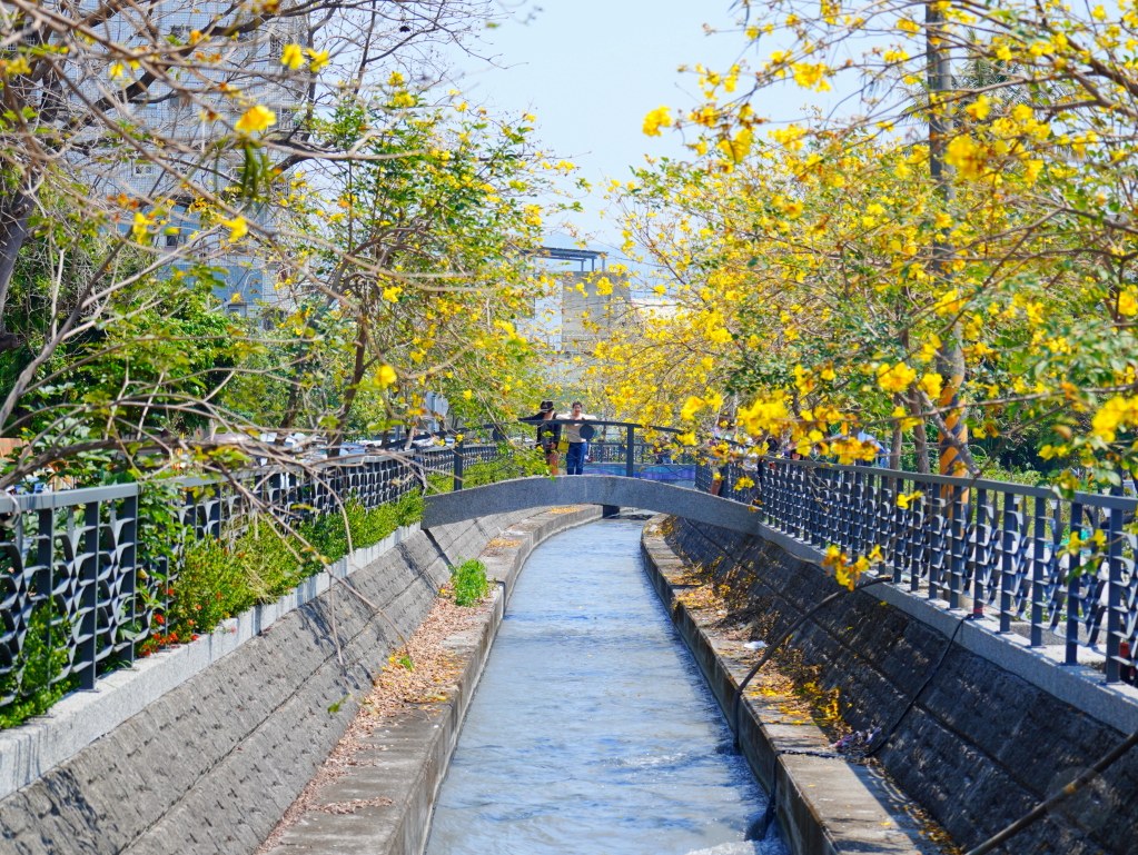 黃花風鈴木,員林八堡圳,八堡圳黃花風鈴木,黃花風鈴木花況,黃花風鈴木盛開,黃花風鈴木景點,員林賞花,台中廍子公園,黃花風鈴木推薦,黃花風鈴木拍照,黃花風鈴木 IG,黃花風鈴木旅遊,黃花風鈴木最佳時機,員林景點,春天賞花,賞花景點,黃花風鈴木打卡,黃花風鈴木花季,黃花風鈴木開花時間,黃花風鈴木交通 黃花風鈴木,員林八堡圳,八堡圳黃花風鈴木,黃花風鈴木花況,黃花風鈴木盛開,黃花風鈴木景點,員林賞花,台中廍子公園,黃花風鈴木推薦,黃花風鈴木拍照,黃花風鈴木 IG,黃花風鈴木旅遊,黃花風鈴木最佳時機,員林景點,春天賞花,賞花景點,黃花風鈴木打卡,黃花風鈴木花季,黃花風鈴木開花時間,黃花風鈴木交通