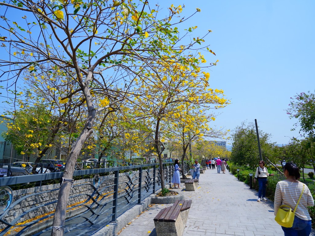 黃花風鈴木,員林八堡圳,八堡圳黃花風鈴木,黃花風鈴木花況,黃花風鈴木盛開,黃花風鈴木景點,員林賞花,台中廍子公園,黃花風鈴木推薦,黃花風鈴木拍照,黃花風鈴木 IG,黃花風鈴木旅遊,黃花風鈴木最佳時機,員林景點,春天賞花,賞花景點,黃花風鈴木打卡,黃花風鈴木花季,黃花風鈴木開花時間,黃花風鈴木交通 黃花風鈴木,員林八堡圳,八堡圳黃花風鈴木,黃花風鈴木花況,黃花風鈴木盛開,黃花風鈴木景點,員林賞花,台中廍子公園,黃花風鈴木推薦,黃花風鈴木拍照,黃花風鈴木 IG,黃花風鈴木旅遊,黃花風鈴木最佳時機,員林景點,春天賞花,賞花景點,黃花風鈴木打卡,黃花風鈴木花季,黃花風鈴木開花時間,黃花風鈴木交通