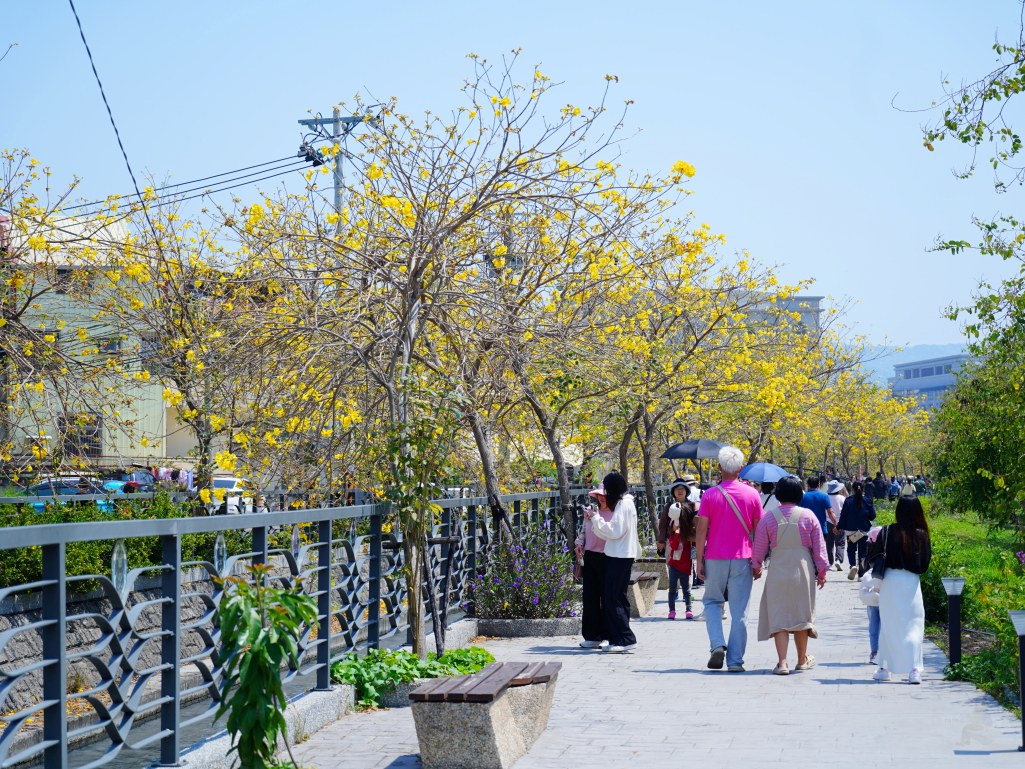 黃花風鈴木,員林八堡圳,八堡圳黃花風鈴木,黃花風鈴木花況,黃花風鈴木盛開,黃花風鈴木景點,員林賞花,台中廍子公園,黃花風鈴木推薦,黃花風鈴木拍照,黃花風鈴木 IG,黃花風鈴木旅遊,黃花風鈴木最佳時機,員林景點,春天賞花,賞花景點,黃花風鈴木打卡,黃花風鈴木花季,黃花風鈴木開花時間,黃花風鈴木交通 黃花風鈴木,員林八堡圳,八堡圳黃花風鈴木,黃花風鈴木花況,黃花風鈴木盛開,黃花風鈴木景點,員林賞花,台中廍子公園,黃花風鈴木推薦,黃花風鈴木拍照,黃花風鈴木 IG,黃花風鈴木旅遊,黃花風鈴木最佳時機,員林景點,春天賞花,賞花景點,黃花風鈴木打卡,黃花風鈴木花季,黃花風鈴木開花時間,黃花風鈴木交通