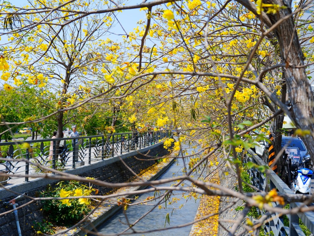 黃花風鈴木,員林八堡圳,八堡圳黃花風鈴木,黃花風鈴木花況,黃花風鈴木盛開,黃花風鈴木景點,員林賞花,台中廍子公園,黃花風鈴木推薦,黃花風鈴木拍照,黃花風鈴木 IG,黃花風鈴木旅遊,黃花風鈴木最佳時機,員林景點,春天賞花,賞花景點,黃花風鈴木打卡,黃花風鈴木花季,黃花風鈴木開花時間,黃花風鈴木交通 黃花風鈴木,員林八堡圳,八堡圳黃花風鈴木,黃花風鈴木花況,黃花風鈴木盛開,黃花風鈴木景點,員林賞花,台中廍子公園,黃花風鈴木推薦,黃花風鈴木拍照,黃花風鈴木 IG,黃花風鈴木旅遊,黃花風鈴木最佳時機,員林景點,春天賞花,賞花景點,黃花風鈴木打卡,黃花風鈴木花季,黃花風鈴木開花時間,黃花風鈴木交通