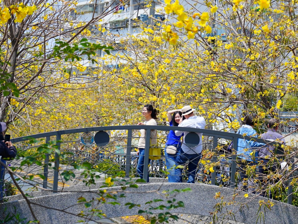 黃花風鈴木,員林八堡圳,八堡圳黃花風鈴木,黃花風鈴木花況,黃花風鈴木盛開,黃花風鈴木景點,員林賞花,台中廍子公園,黃花風鈴木推薦,黃花風鈴木拍照,黃花風鈴木 IG,黃花風鈴木旅遊,黃花風鈴木最佳時機,員林景點,春天賞花,賞花景點,黃花風鈴木打卡,黃花風鈴木花季,黃花風鈴木開花時間,黃花風鈴木交通