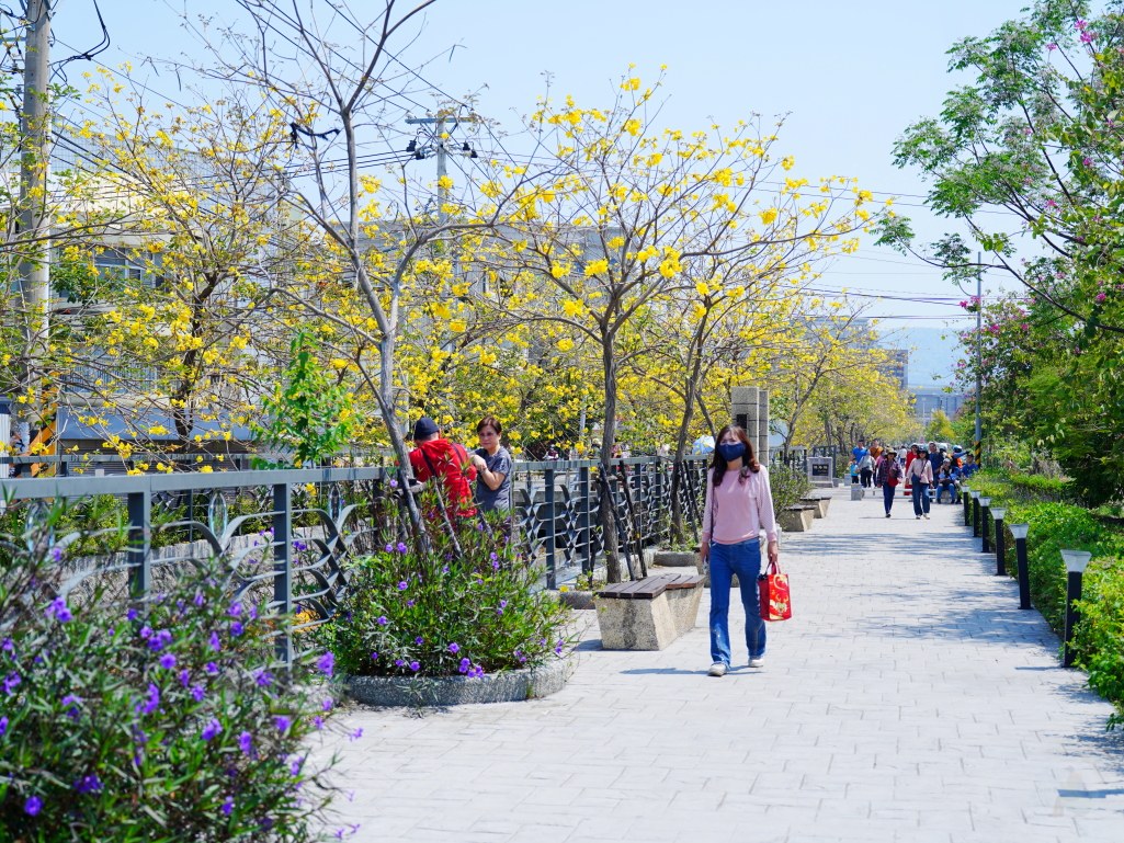 黃花風鈴木,員林八堡圳,八堡圳黃花風鈴木,黃花風鈴木花況,黃花風鈴木盛開,黃花風鈴木景點,員林賞花,台中廍子公園,黃花風鈴木推薦,黃花風鈴木拍照,黃花風鈴木 IG,黃花風鈴木旅遊,黃花風鈴木最佳時機,員林景點,春天賞花,賞花景點,黃花風鈴木打卡,黃花風鈴木花季,黃花風鈴木開花時間,黃花風鈴木交通 黃花風鈴木,員林八堡圳,八堡圳黃花風鈴木,黃花風鈴木花況,黃花風鈴木盛開,黃花風鈴木景點,員林賞花,台中廍子公園,黃花風鈴木推薦,黃花風鈴木拍照,黃花風鈴木 IG,黃花風鈴木旅遊,黃花風鈴木最佳時機,員林景點,春天賞花,賞花景點,黃花風鈴木打卡,黃花風鈴木花季,黃花風鈴木開花時間,黃花風鈴木交通