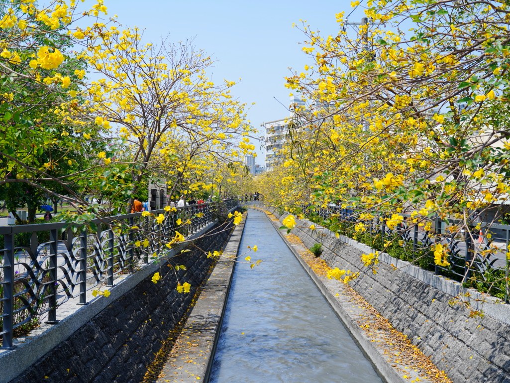 黃花風鈴木,員林八堡圳,八堡圳黃花風鈴木,黃花風鈴木花況,黃花風鈴木盛開,黃花風鈴木景點,員林賞花,台中廍子公園,黃花風鈴木推薦,黃花風鈴木拍照,黃花風鈴木 IG,黃花風鈴木旅遊,黃花風鈴木最佳時機,員林景點,春天賞花,賞花景點,黃花風鈴木打卡,黃花風鈴木花季,黃花風鈴木開花時間,黃花風鈴木交通 黃花風鈴木,員林八堡圳,八堡圳黃花風鈴木,黃花風鈴木花況,黃花風鈴木盛開,黃花風鈴木景點,員林賞花,台中廍子公園,黃花風鈴木推薦,黃花風鈴木拍照,黃花風鈴木 IG,黃花風鈴木旅遊,黃花風鈴木最佳時機,員林景點,春天賞花,賞花景點,黃花風鈴木打卡,黃花風鈴木花季,黃花風鈴木開花時間,黃花風鈴木交通
