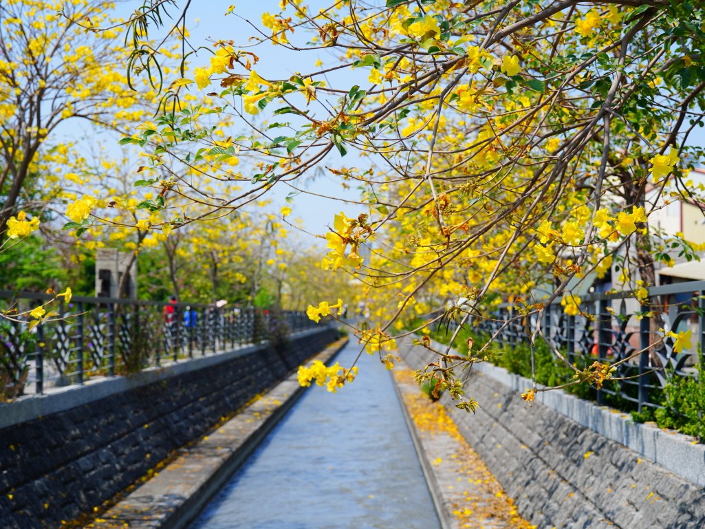 黃花風鈴木,員林八堡圳,八堡圳黃花風鈴木,黃花風鈴木花況,黃花風鈴木盛開,黃花風鈴木景點,員林賞花,台中廍子公園,黃花風鈴木推薦,黃花風鈴木拍照,黃花風鈴木 IG,黃花風鈴木旅遊,黃花風鈴木最佳時機,員林景點,春天賞花,賞花景點,黃花風鈴木打卡,黃花風鈴木花季,黃花風鈴木開花時間,黃花風鈴木交通