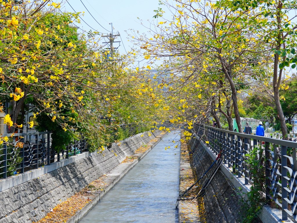 黃花風鈴木,員林八堡圳,八堡圳黃花風鈴木,黃花風鈴木花況,黃花風鈴木盛開,黃花風鈴木景點,員林賞花,台中廍子公園,黃花風鈴木推薦,黃花風鈴木拍照,黃花風鈴木 IG,黃花風鈴木旅遊,黃花風鈴木最佳時機,員林景點,春天賞花,賞花景點,黃花風鈴木打卡,黃花風鈴木花季,黃花風鈴木開花時間,黃花風鈴木交通 黃花風鈴木,員林八堡圳,八堡圳黃花風鈴木,黃花風鈴木花況,黃花風鈴木盛開,黃花風鈴木景點,員林賞花,台中廍子公園,黃花風鈴木推薦,黃花風鈴木拍照,黃花風鈴木 IG,黃花風鈴木旅遊,黃花風鈴木最佳時機,員林景點,春天賞花,賞花景點,黃花風鈴木打卡,黃花風鈴木花季,黃花風鈴木開花時間,黃花風鈴木交通