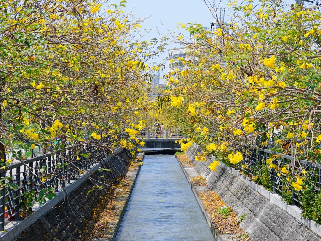 黃花風鈴木,員林八堡圳,八堡圳黃花風鈴木,黃花風鈴木花況,黃花風鈴木盛開,黃花風鈴木景點,員林賞花,台中廍子公園,黃花風鈴木推薦,黃花風鈴木拍照,黃花風鈴木 IG,黃花風鈴木旅遊,黃花風鈴木最佳時機,員林景點,春天賞花,賞花景點,黃花風鈴木打卡,黃花風鈴木花季,黃花風鈴木開花時間,黃花風鈴木交通 黃花風鈴木,員林八堡圳,八堡圳黃花風鈴木,黃花風鈴木花況,黃花風鈴木盛開,黃花風鈴木景點,員林賞花,台中廍子公園,黃花風鈴木推薦,黃花風鈴木拍照,黃花風鈴木 IG,黃花風鈴木旅遊,黃花風鈴木最佳時機,員林景點,春天賞花,賞花景點,黃花風鈴木打卡,黃花風鈴木花季,黃花風鈴木開花時間,黃花風鈴木交通