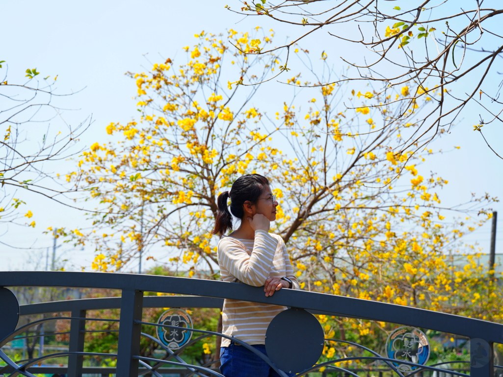 黃花風鈴木,員林八堡圳,八堡圳黃花風鈴木,黃花風鈴木花況,黃花風鈴木盛開,黃花風鈴木景點,員林賞花,台中廍子公園,黃花風鈴木推薦,黃花風鈴木拍照,黃花風鈴木 IG,黃花風鈴木旅遊,黃花風鈴木最佳時機,員林景點,春天賞花,賞花景點,黃花風鈴木打卡,黃花風鈴木花季,黃花風鈴木開花時間,黃花風鈴木交通 黃花風鈴木,員林八堡圳,八堡圳黃花風鈴木,黃花風鈴木花況,黃花風鈴木盛開,黃花風鈴木景點,員林賞花,台中廍子公園,黃花風鈴木推薦,黃花風鈴木拍照,黃花風鈴木 IG,黃花風鈴木旅遊,黃花風鈴木最佳時機,員林景點,春天賞花,賞花景點,黃花風鈴木打卡,黃花風鈴木花季,黃花風鈴木開花時間,黃花風鈴木交通