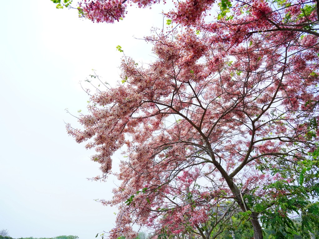 花旗木枝條優雅延伸至鐵道