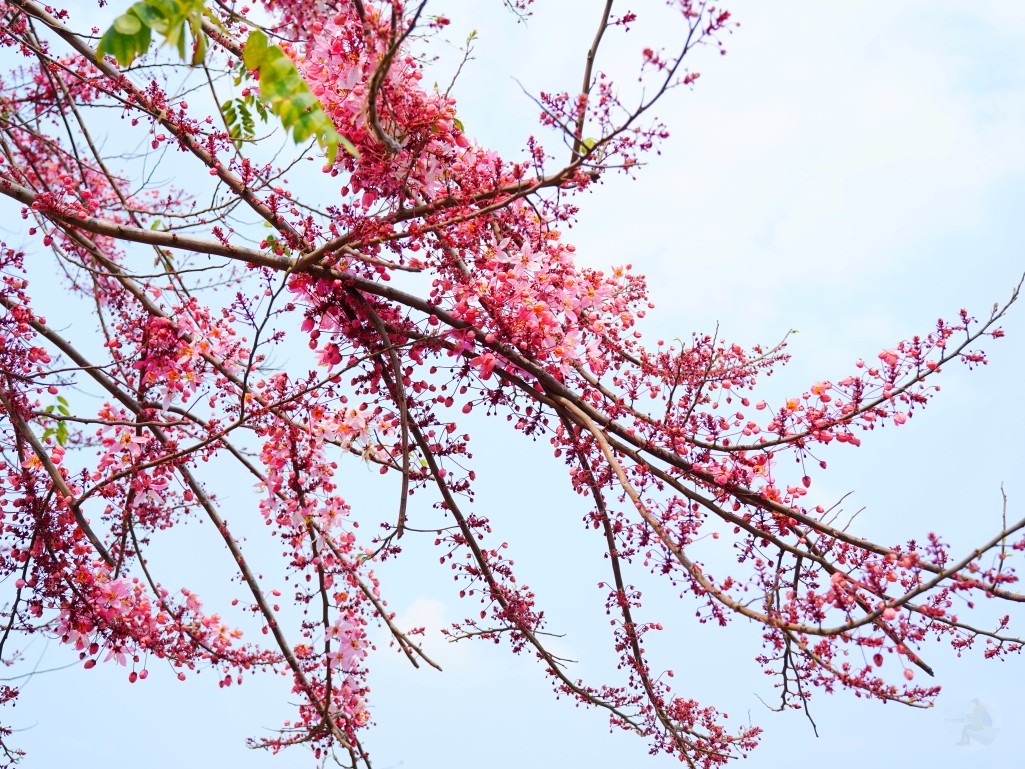二水花旗木鐵道夕陽餘暉