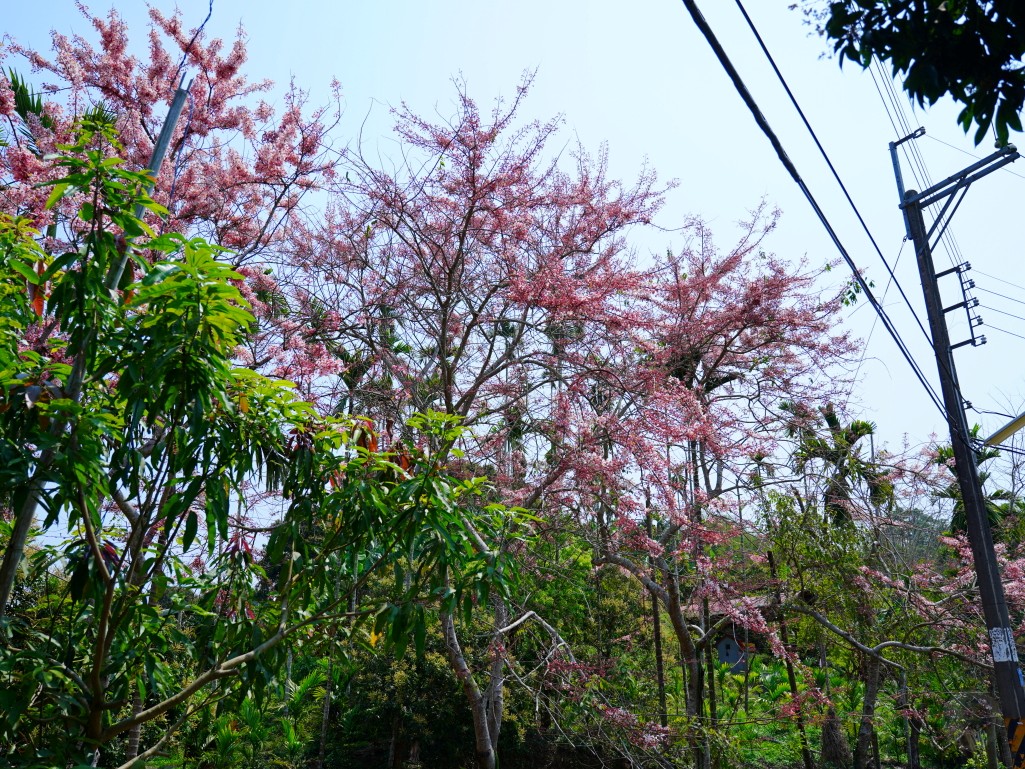 剛入園就能看見水溝上的茂密花旗木